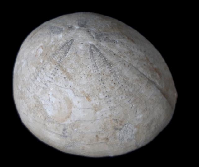 Echinocorys humilis LAMBERT 1903 - Bild © FossNet FossilienStore
